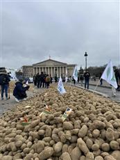 مزارعون فرنسيون يحتجون بإلقاء 30 طنًا من البطاطس أمام البرلمان